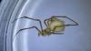 Enoplognatha latimana